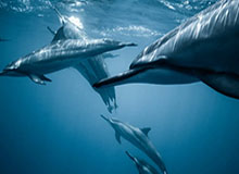 华体会官网——畅享专业、安心、极致的体育体验